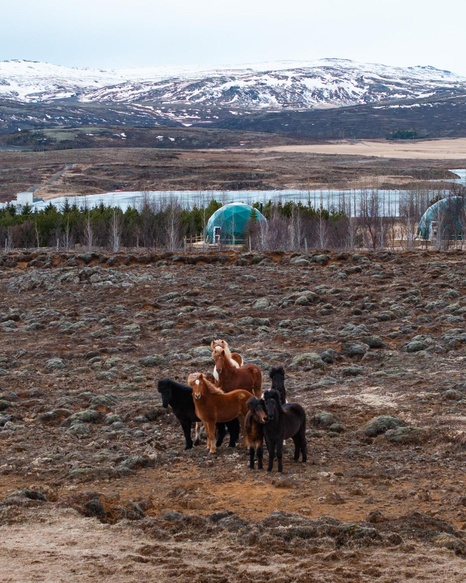 Golden Circle Domes - Lake View Selfoss Buitenkant foto